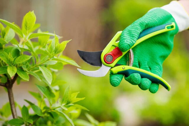 plantas não podar julho