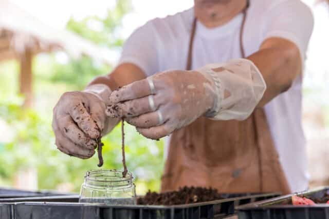 diferença compostor vermicompostor