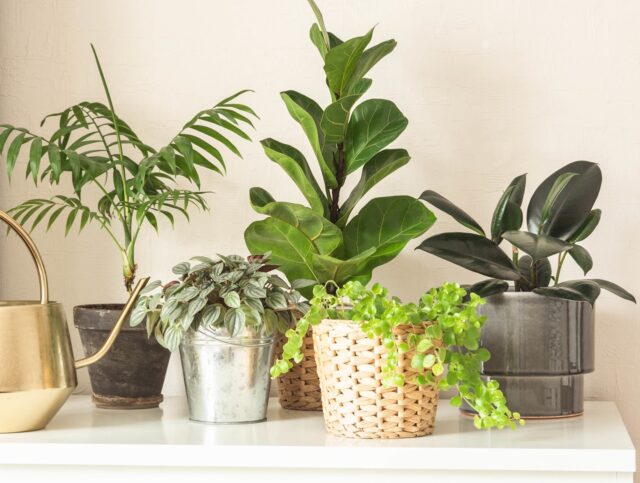 plantas-de-interior-no-inverno Plantas de interior no inverno
