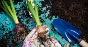 plantar bolbos de flores