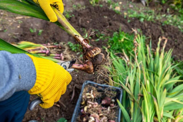 plantar bolbos gladíolos