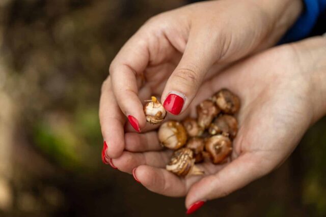 razoes-bolbos-nao-crescem razões bolbos não crescem