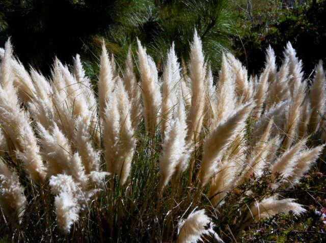 erva-das-pampas proibida