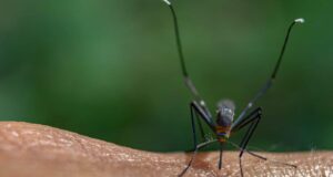 armadilhas mosquitos
