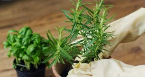 ervas aromáticas plantar março abril
