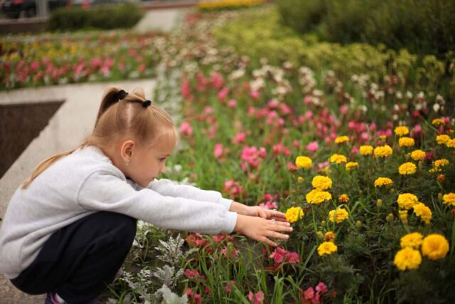 legislação colher flores via pública