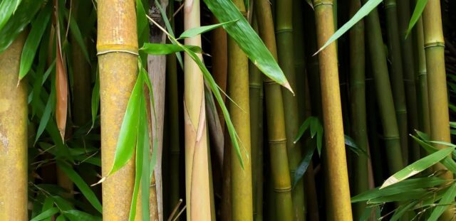 proibição bambu França