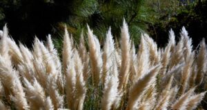 erva pampas proibida