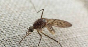 escolher rede mosquiteira