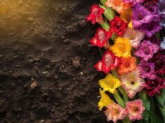 Plante os gladíolos e dálias: guia completo para ter sucesso com seus bolbos de primavera