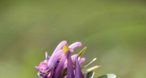 plantação cerinthe major purpurascens