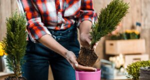 plantar coníferas jardim