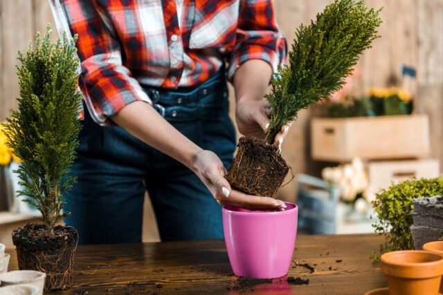 plantar-coniferas-jardim plantar coníferas jardim