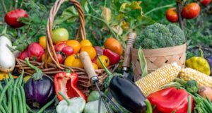 plantar legumes abril melhor rendimento