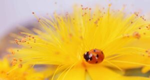 plantas biodiversidade insetos jardim