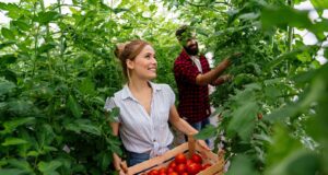 tomates tardios semear abril