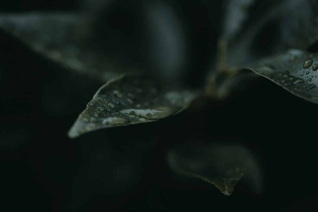 alcatifa-junco-mar alcatifa junco mar