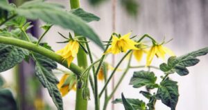 aumentar produtividade pés tomates