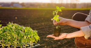 conselhos plantar tomates solo vaso