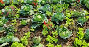 cultivar flores antiparasitárias horta