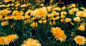 dica livrar rapidamente dentes-de-leão