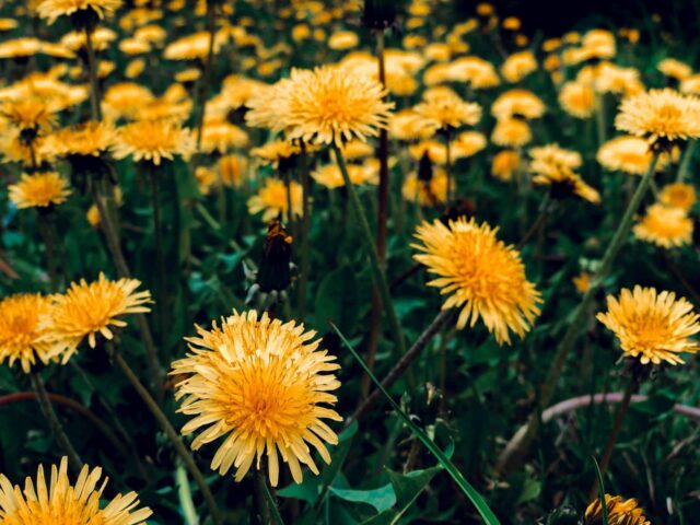 dica-livrar-rapidamente-dentes-de-leao dica livrar rapidamente dentes-de-leão