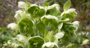 flores jardim monocromático