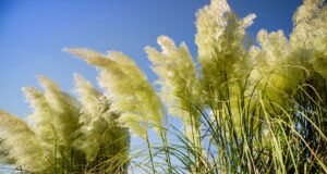 livrar-se da pampa facilmente