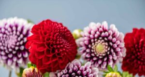 momento enterrar tubérculos dália