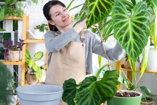 pessoas-gostam-de-plantas-de-interior pessoas gostam de plantas de interior