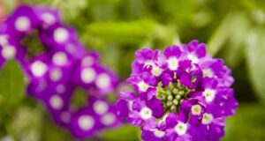 plantação heliotrópio maio