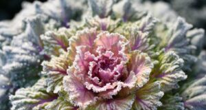 plantar legumes antes dos santos gelo