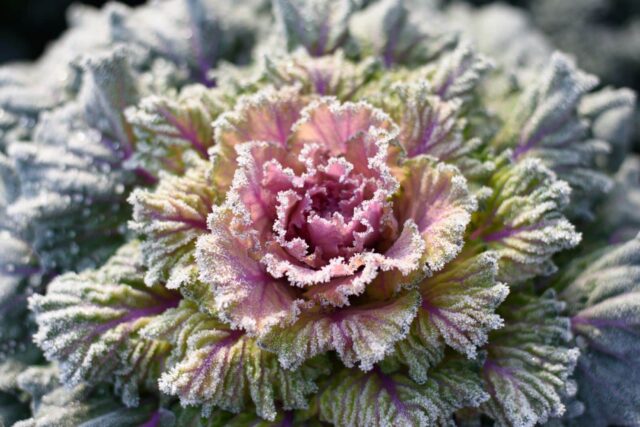 plantar legumes antes dos santos gelo