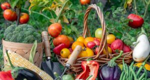 plantar legumes verão