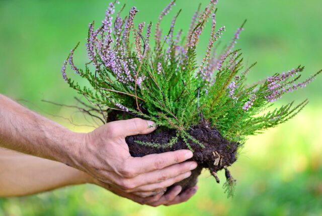 plantar-plantas-perenes-maio plantar plantas perenes maio