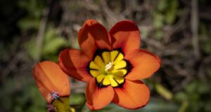 sparaxis tricolor jardim