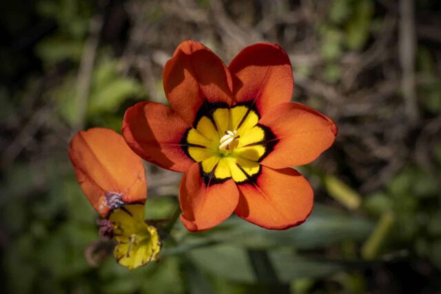 sparaxis tricolor jardim