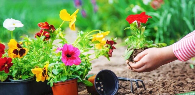 flores-resistentes flores resistentes