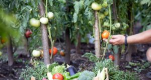 plantas companheiras tomates