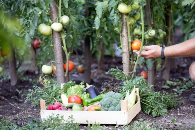 plantas companheiras tomates