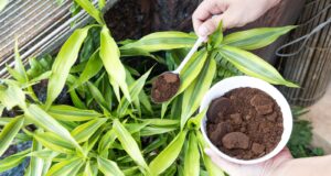 pó de café desaconselhado plantas