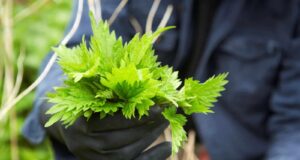 urtigas vitalidade do solo