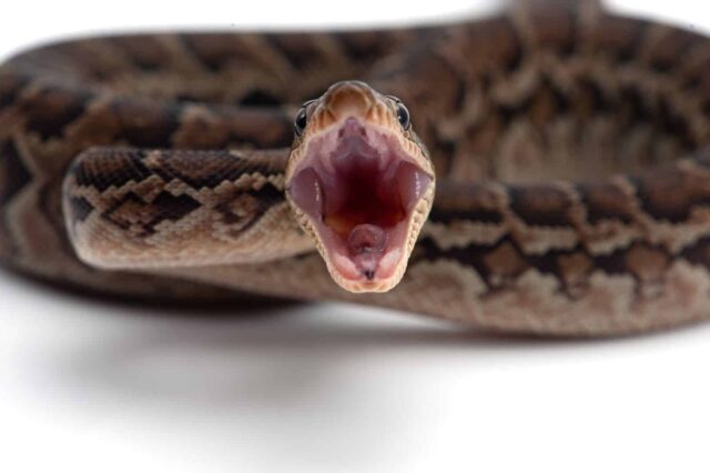 hora mordida víbora