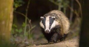 reconhecer dejetos de texugo