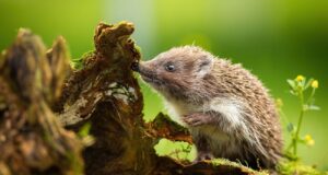 crottes ouriço reconhecer excrementos