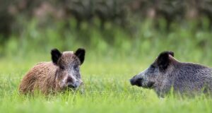 fezes de javali - estrume de javali