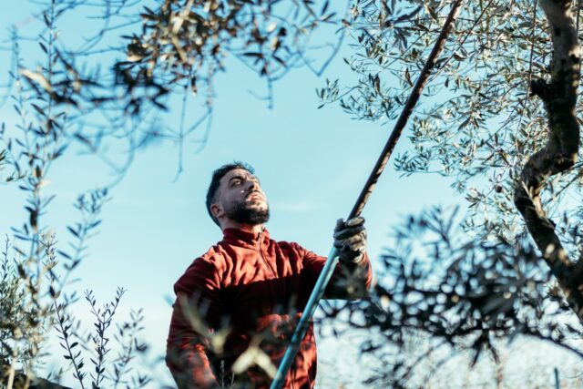 jardineiro que pratica uma poda severa de uma oliveira jardineiro que pratica uma poda severa de uma oliveira