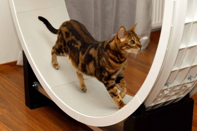 roda gato decoracao roda gato decoracao