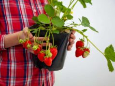 Deslocamento e replantação de morangueiros