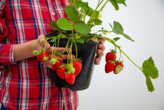 Deslocamento e replantação de morangueiros